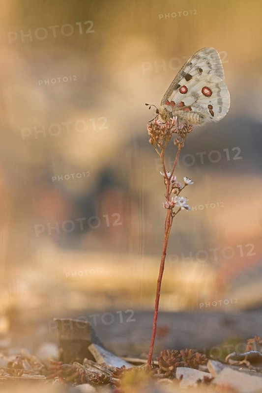 Apollo (Parnassius apollo) sitting on white stonecrop (Sedum album)