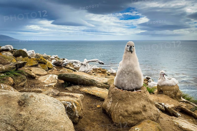 Black-browed Albatross (Thalassarche melanophris) chick on its nest