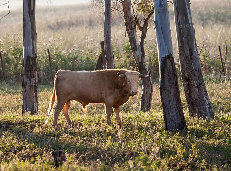 Young bull on pasture