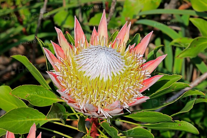 King Protea (Protea cynaroides)