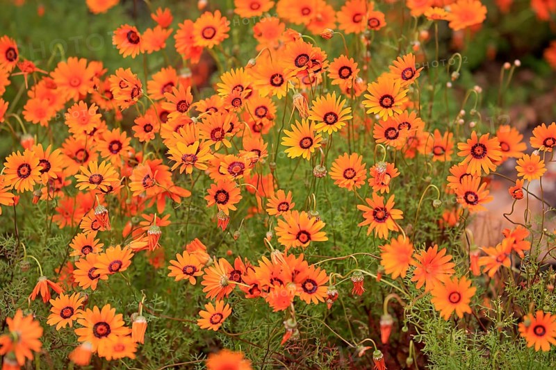 Namaqua parachute daisy (Ursinia calenduliflora )