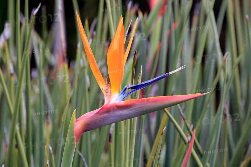 Strelitzia (Strelitzia reginae)