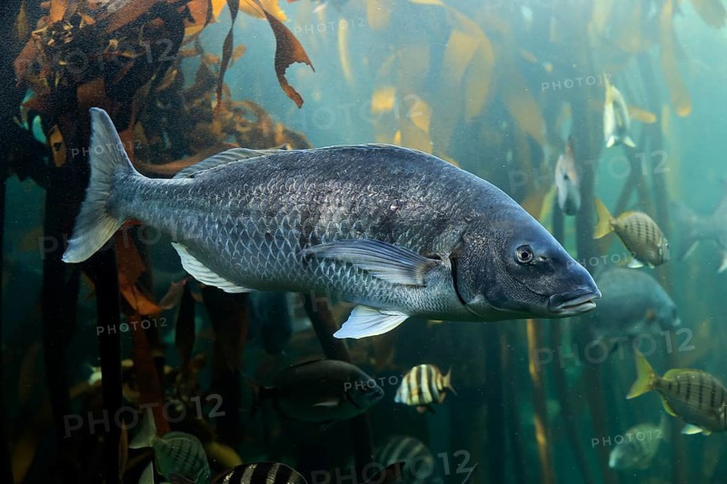 Sea bream