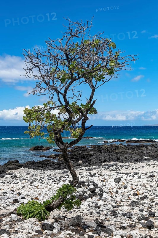 Lava and corals with gnarled trees