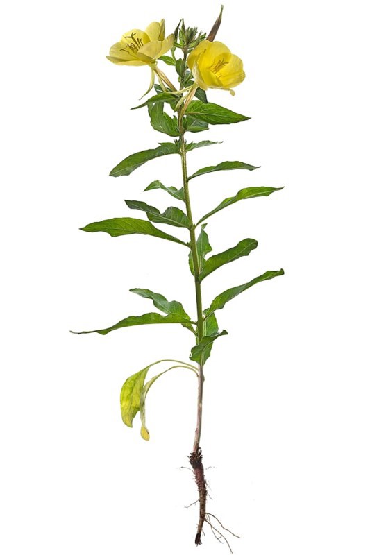 Common evening primrose (Oenothera biennis) on white background