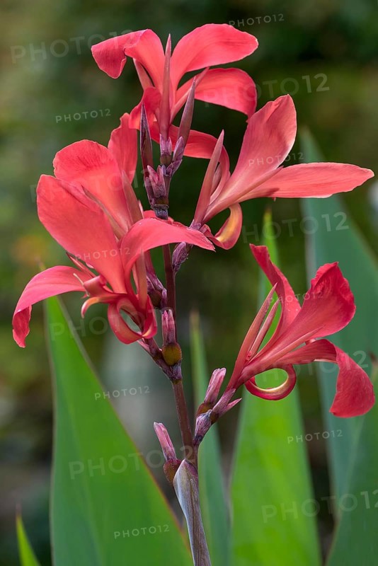 Indian flower cane (canna hybrid)