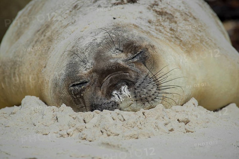 Southern elephant seal (Mirounga leonina)