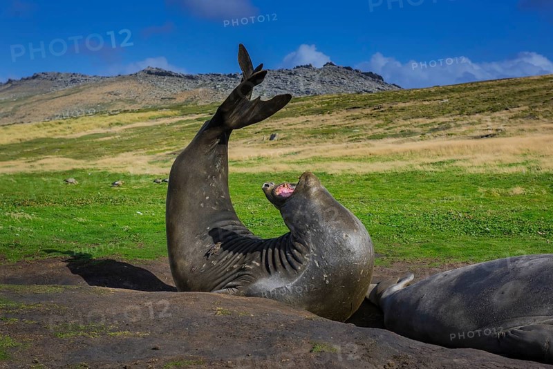 Southern elephant seal (Mirounga leonina)