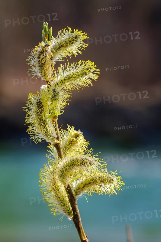 Willow catkin of the Goat willow (Salix caprea)