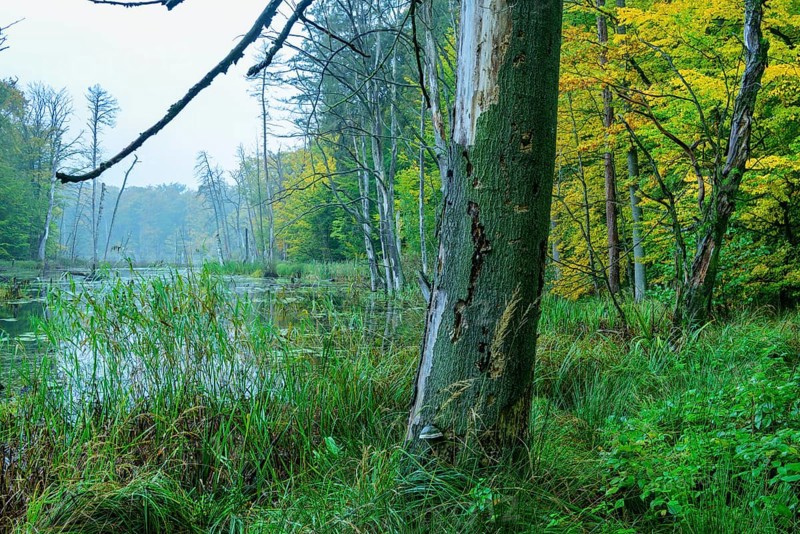 Schweingartensee in the UNESCO World Natural Heritage Site beech forest Serrahn in autumn