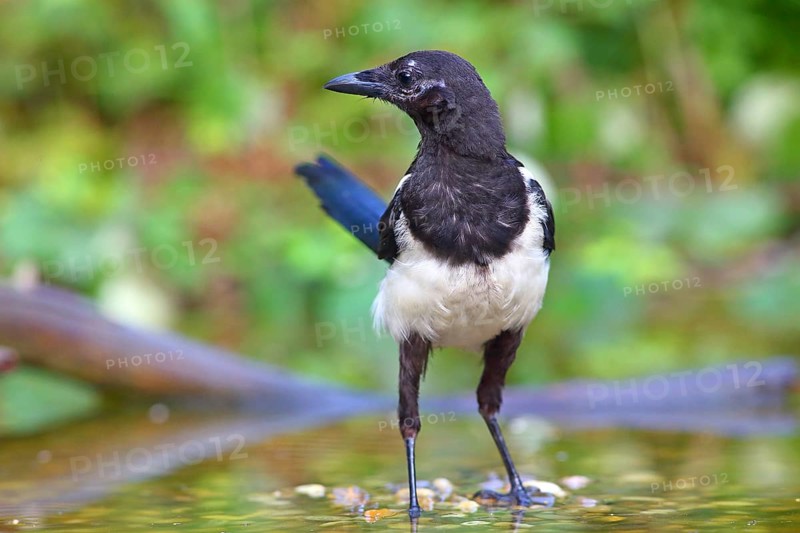 European magpie (Pica pica )