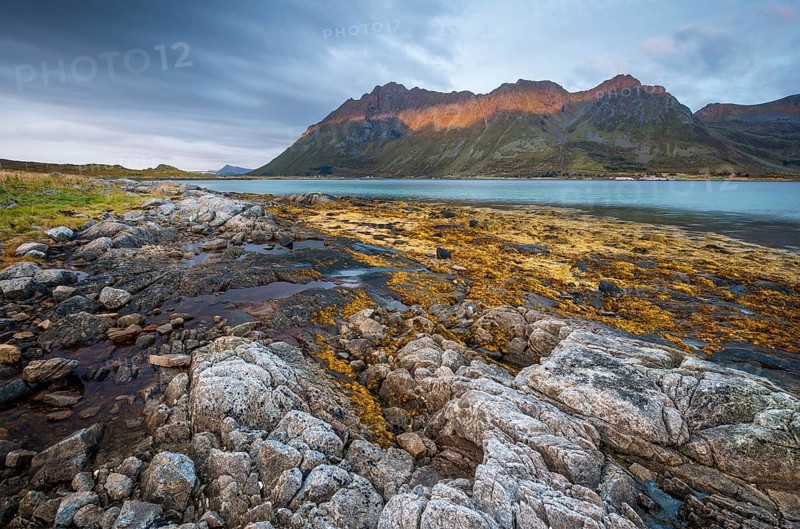 Rocky coast with yellow kelp. seaweed