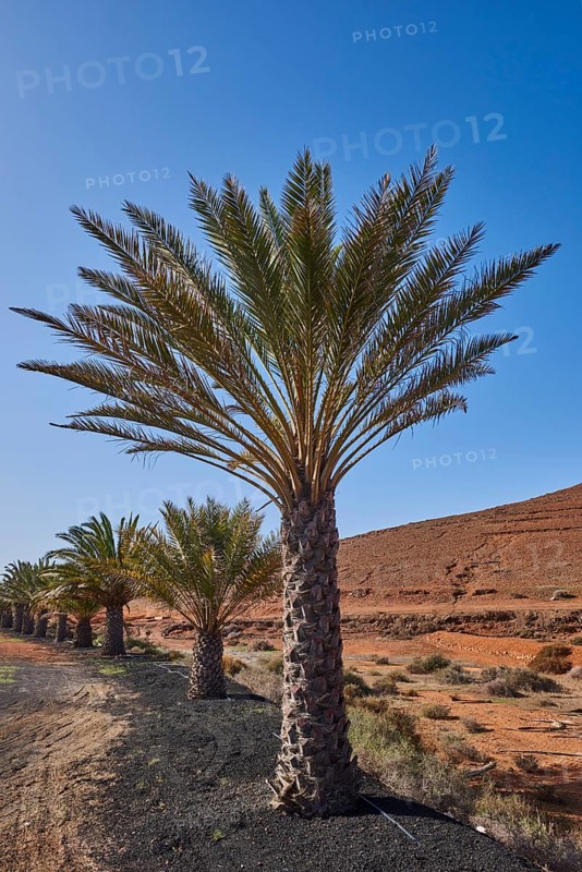 Canary date palm (Phoenix canariensis) by the roadside