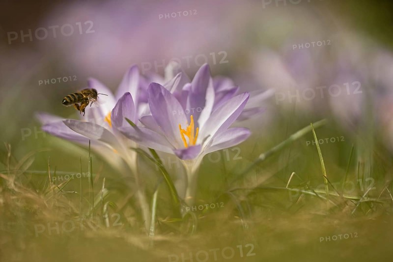 Bee (Apiformes) approaches Crocus (crocus) in a meadow