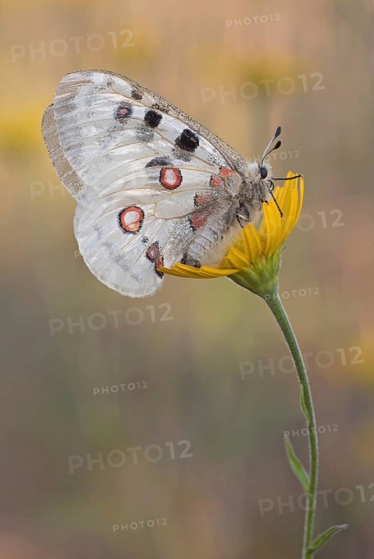 Apollo () sits on (Buphthalmum salicifolium)