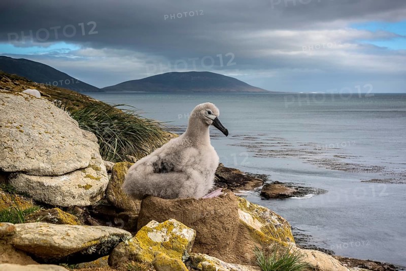 Black-browed Albatross (Thalassarche melanophris) chick on its nest