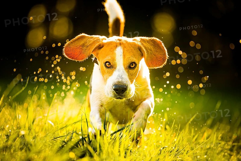 Beagle