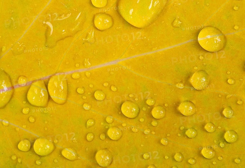 Water drops on a yellow leaf