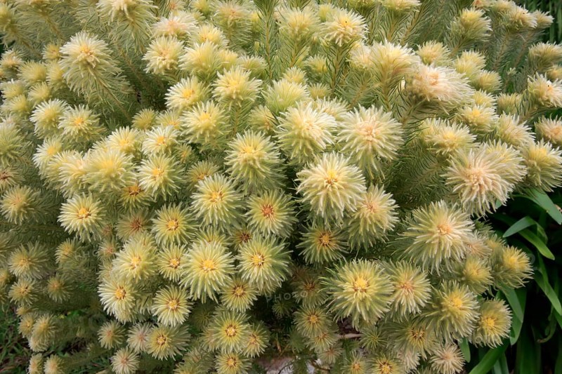 Phylica (Phylica pubescens)