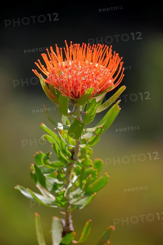 Pincuspid Protea