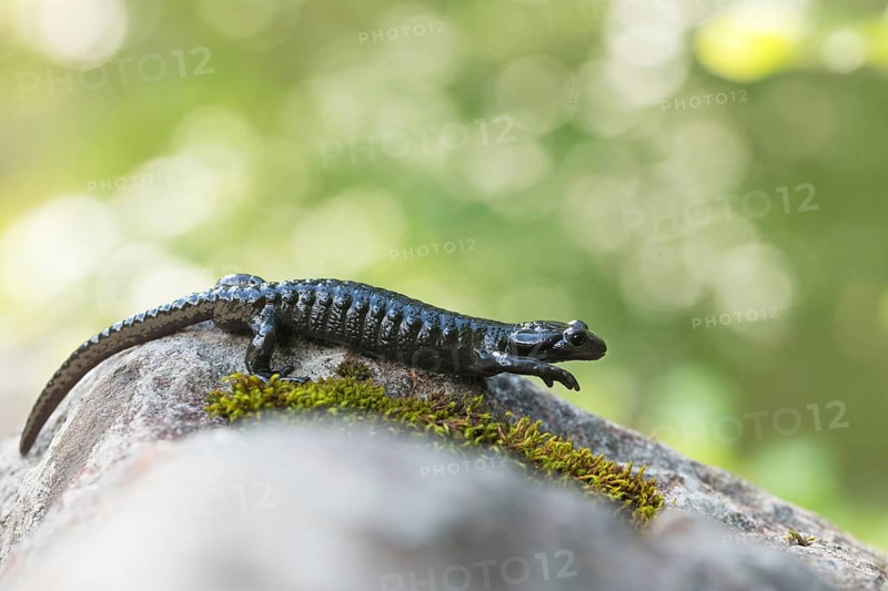 Alpine Salamander (Salamandra atra)