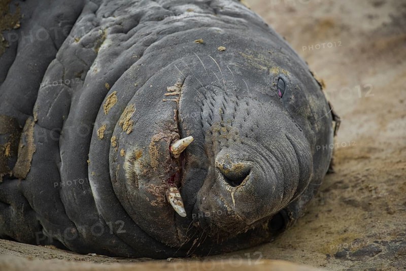 Southern elephant seal (Mirounga leonina)