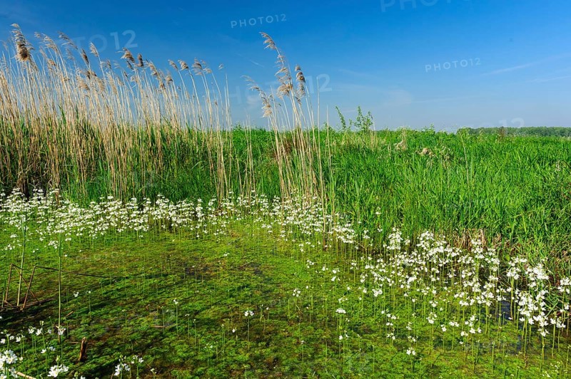 Common water buttercup (Ranunculus aquatilis L.) flowering in a ditch in the oxbog