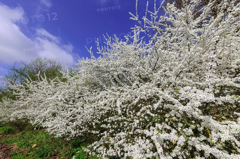Flowering sloe hedge in spring