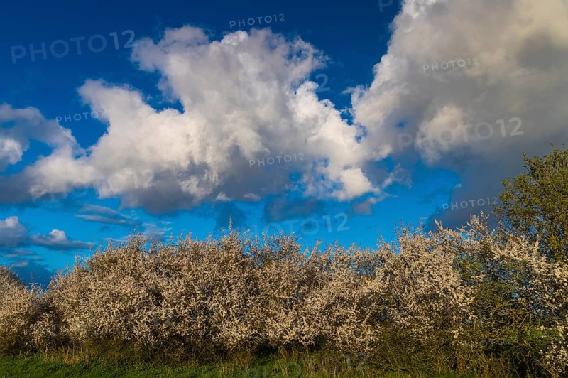 Cloud formation over a blooming sloe hedge in spring