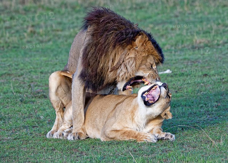 Lionskopula (Panthera leo)