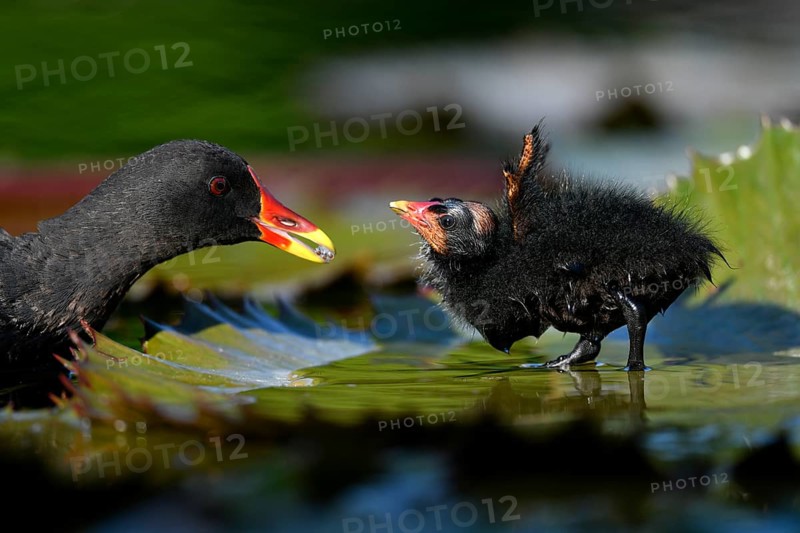 Common moorhen (Gallinula chloropus )