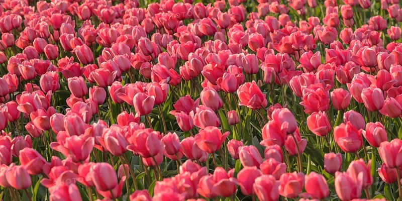 Tulip field near Lisse