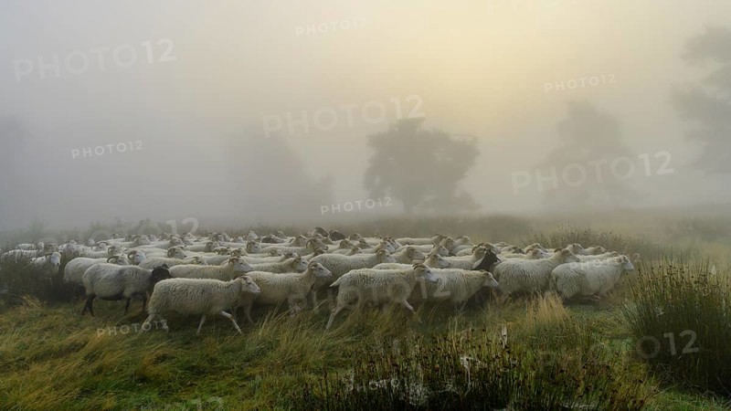 Flock of sheep in the heath at the Thuelsfeld dam at sunrise in the fog