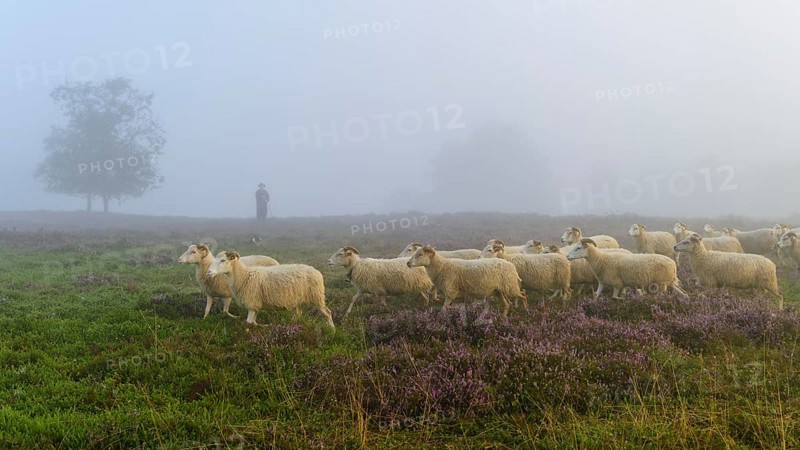Shepherd with a flock of sheep in the heath at the Thuelsfeld dam at sunrise in the fog