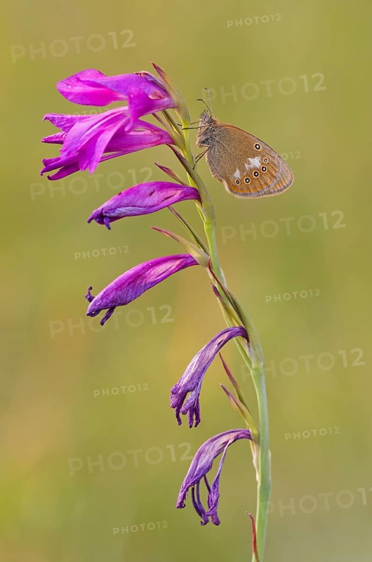 Chestnut Heath (Coenonympha glycerion ) to Sumpfgladiole