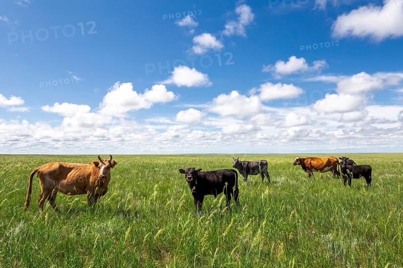 Menen Steppe is huge area with small hills which border basin of Numrug and Khalkh Gol Rivers. Dornod province
