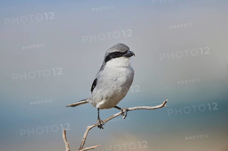 Great grey shrike (Lanius excubitor) sitting on a branch