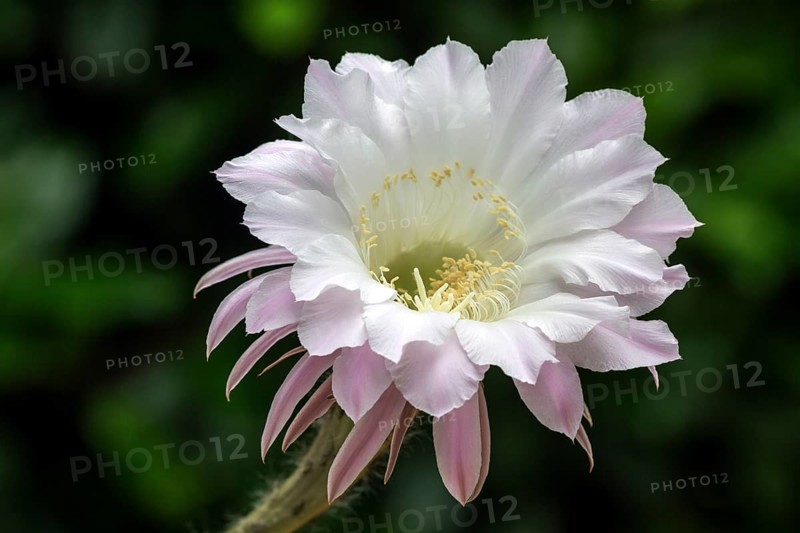 Flowering cactus (Echinopsis sp.)