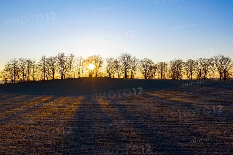Trees and field at sunrise