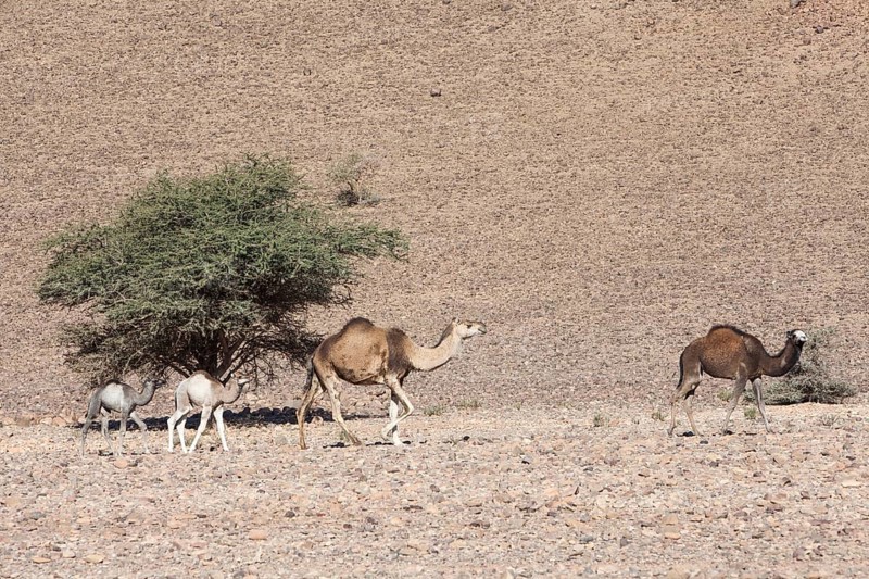 Camel herd in the Anti-Atlas