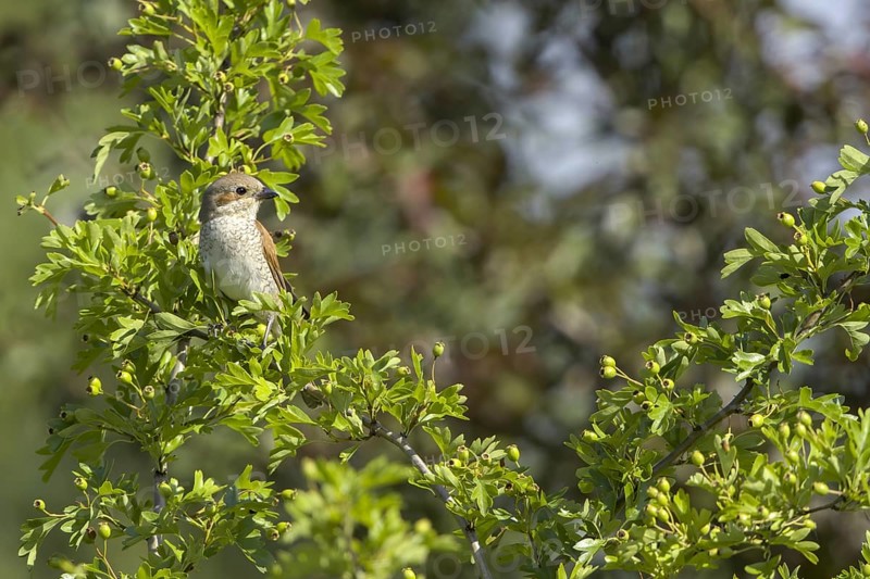 Red-backed shrike (Lanius collurio)