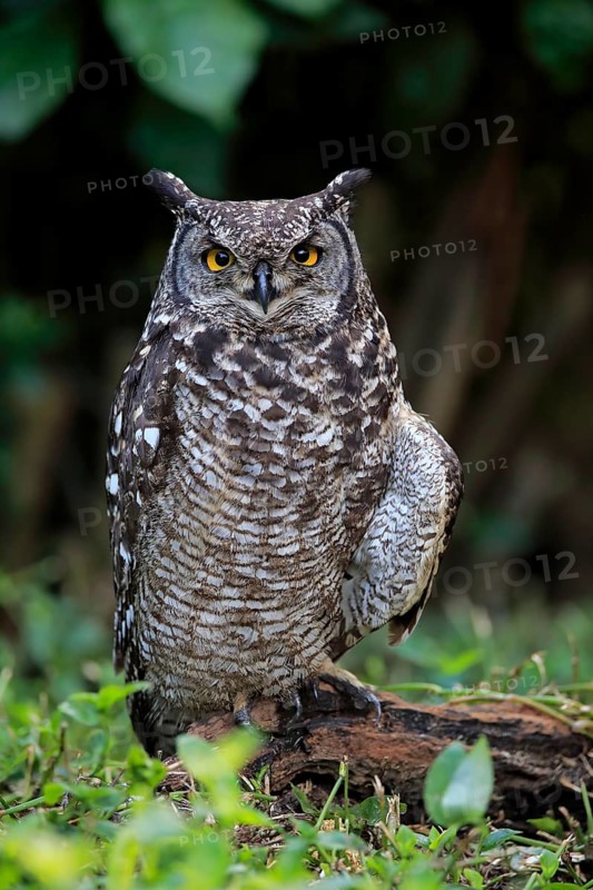 Spotted Eagle-Owl (Bubo africanus)