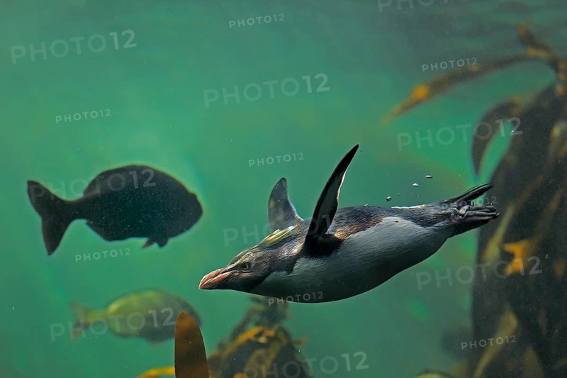 Northern Rockhopper Penguin (Eudyptes chrysocome)