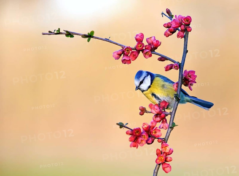 Blue tit (Parus caeruleus) sitting on a branch of flowering ornamental quince (Chaenomeles japonica)