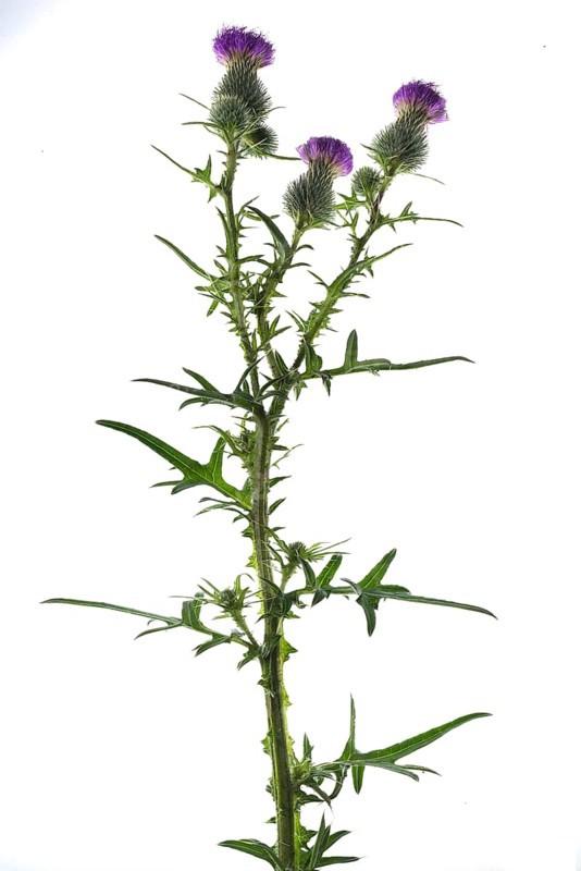Lancet thistle (Cirsium vulgare)
