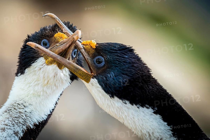 Blue-eyed cormorants (Leucocarbo atriceps or Phalacrocorax atriceps) also Antarctic cormorant