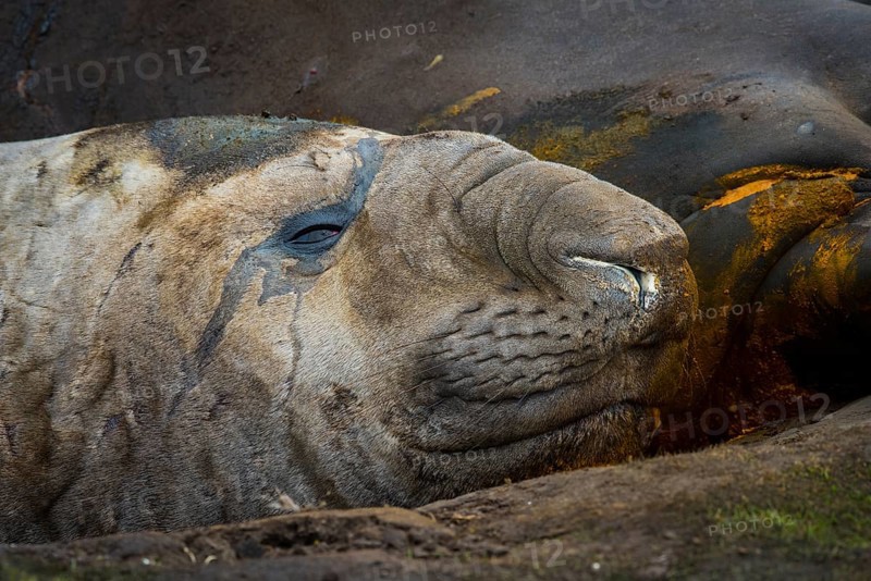Southern elephant seal (Mirounga leonina)