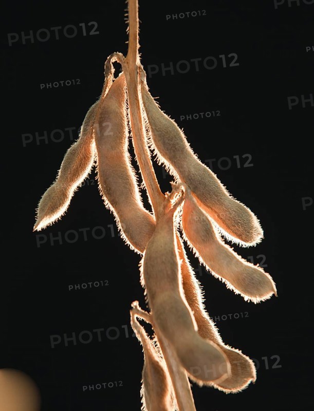 Mature Soybean ready to Harvest near Luis Eduardo Magalhaes