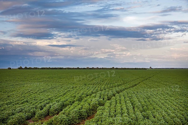 Soybean Crops at sunset near Luis Eduardo Mahalhaes