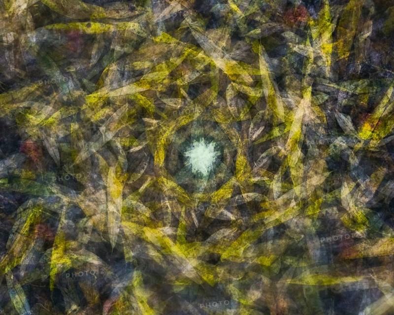 Autumn mosaic